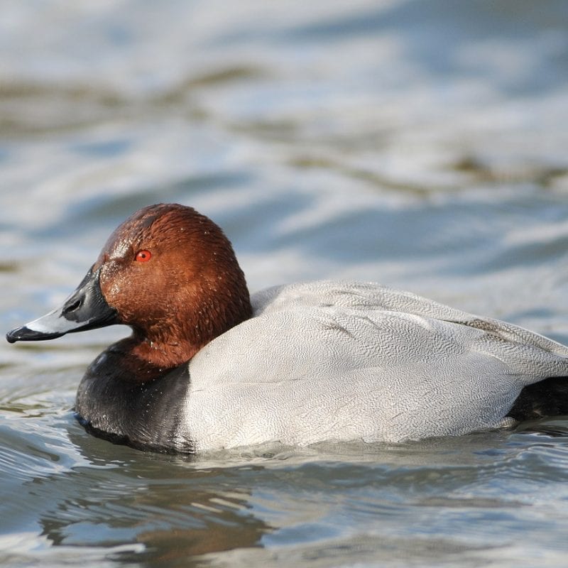 pochard-on-water-close-up
