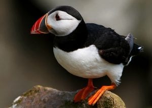 puffin-balancing-on-rock