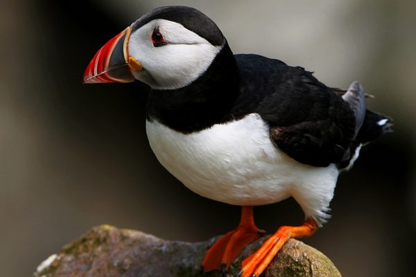 puffin-balancing-on-rock