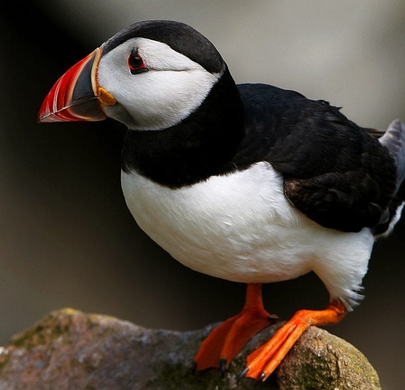 puffin-balancing-on-rock