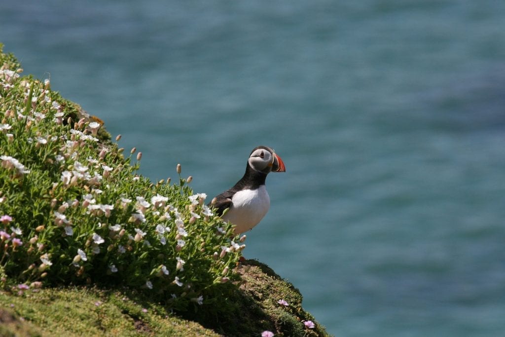 puffin-standing-on-cliff-side