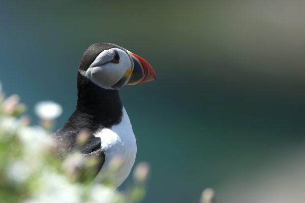 puffin-close-up