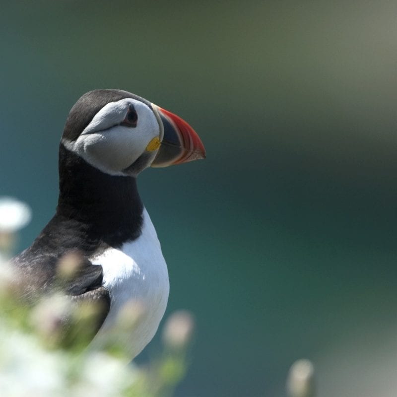 puffin-close-up