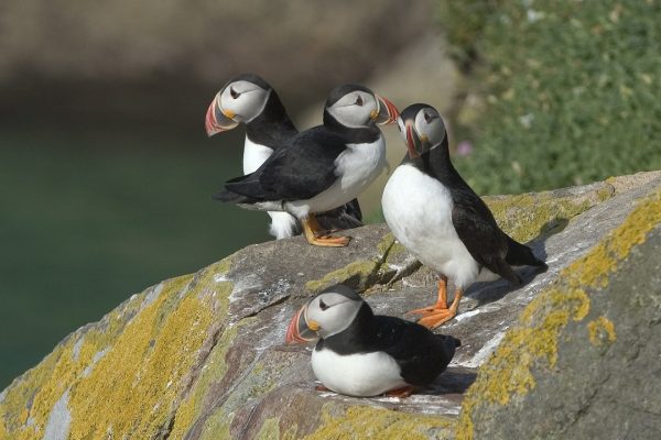 four-puffins-standing-on-rock-at-seaside
