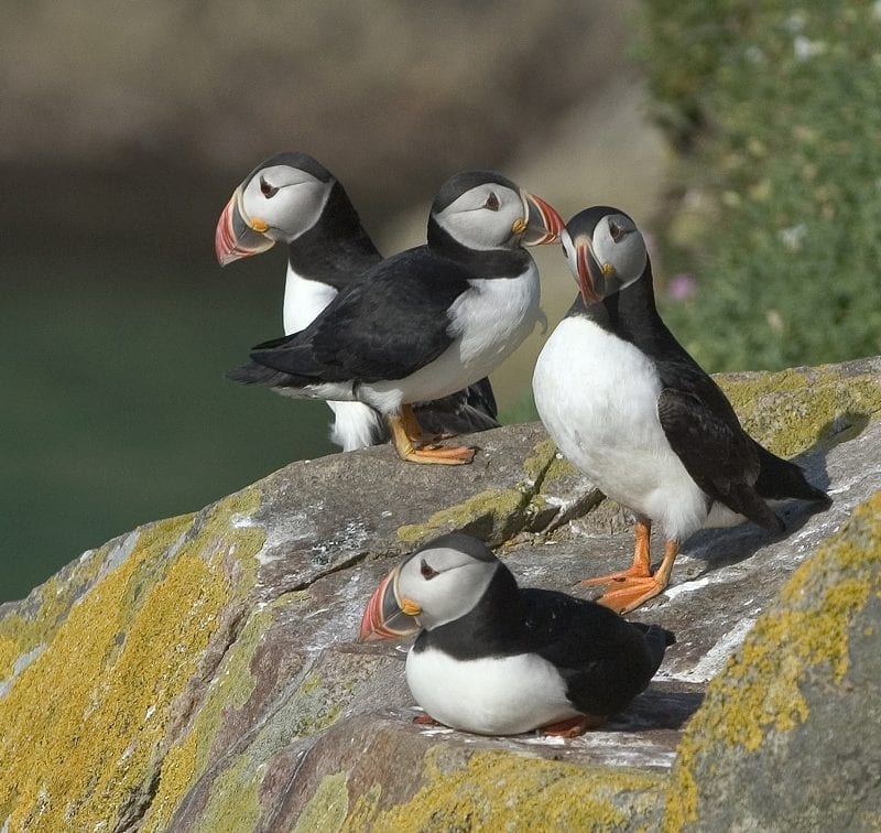 four-puffins-standing-on-rock-at-seaside