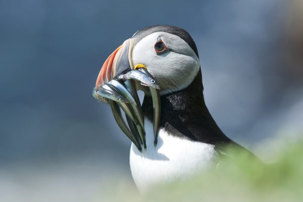 puffin-with-fish-prey-in-beak