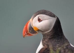 puffin-close-up-side-profile