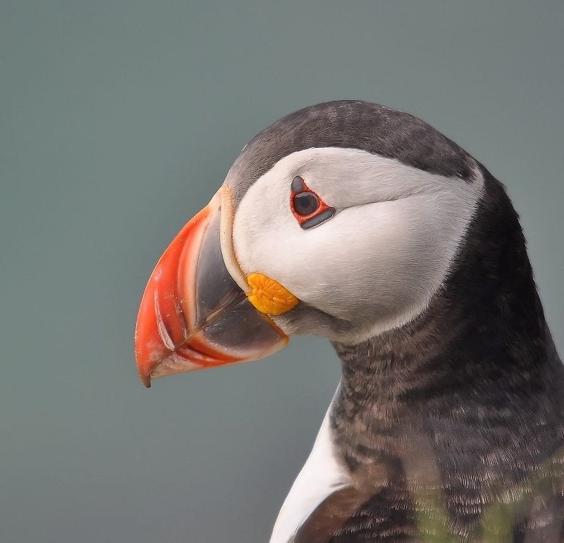 puffin-close-up-side-profile
