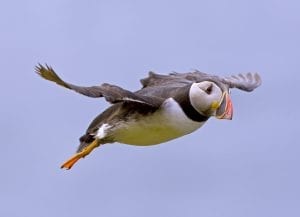 puffin-in-flight-blue-sky-background