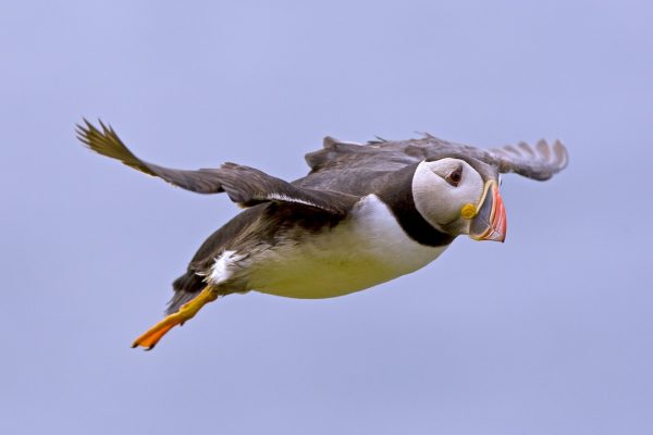 puffin-in-flight-blue-sky-background