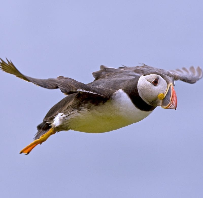 puffin-in-flight-blue-sky-background