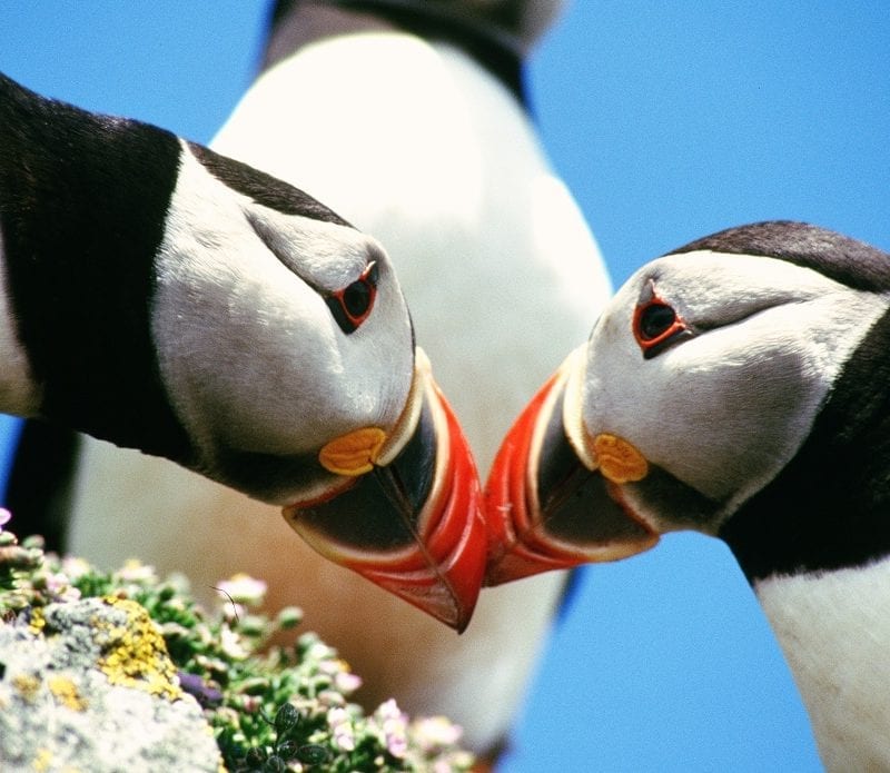 puffin-pair-touching-beaks