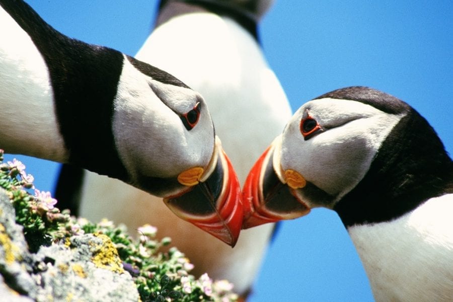 puffin-pair-touching-beaks