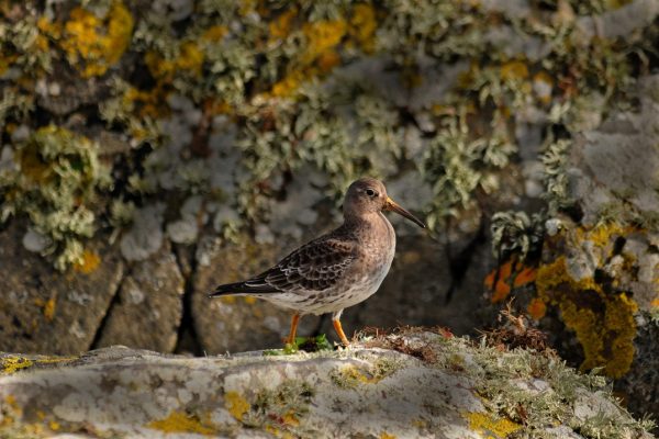 purple-sandpiper-walking-across-rock