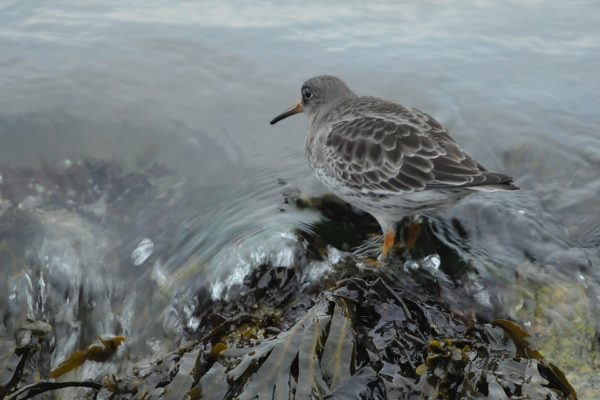 purple-sandpiper-at-waters-edge