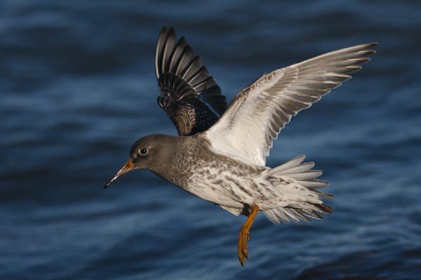 purple-sandpiper-in-flight-sea-background