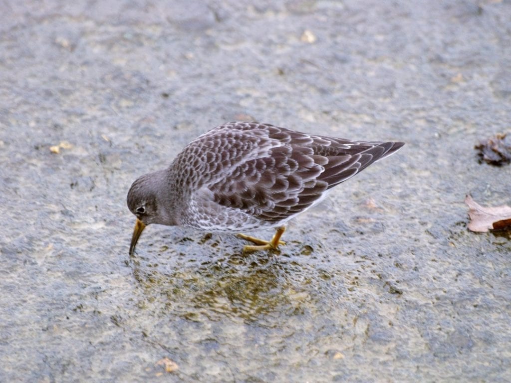 purple-sandpiper-foraging-on-rock
