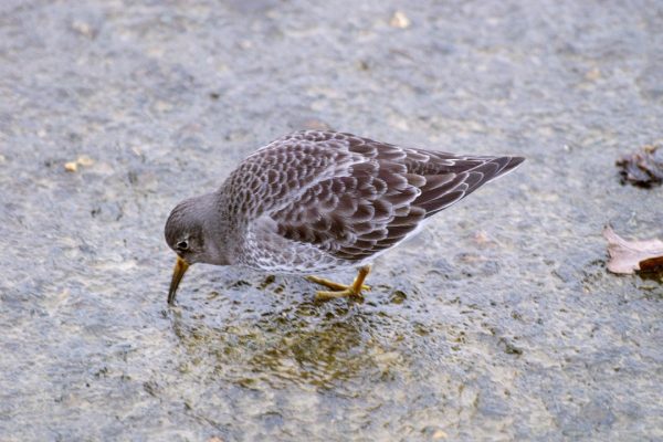 purple-sandpiper-foraging-on-rock