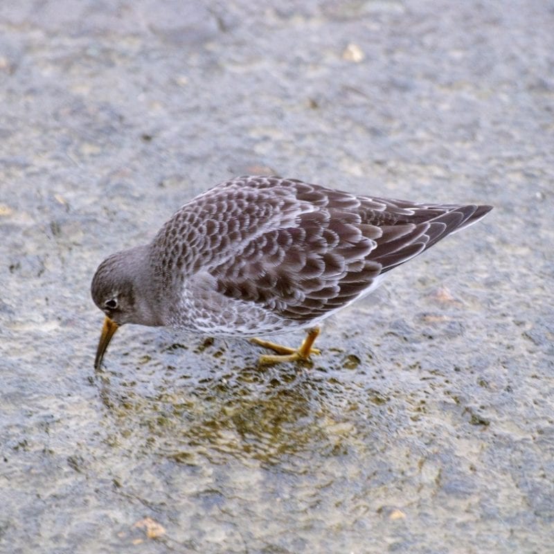 purple-sandpiper-foraging-on-rock