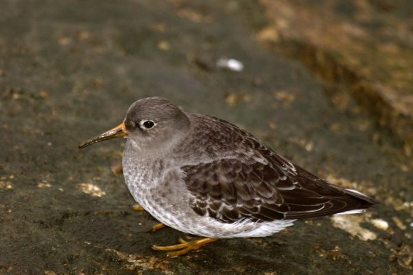 purple-sandpiper-on-algae-covered-rock