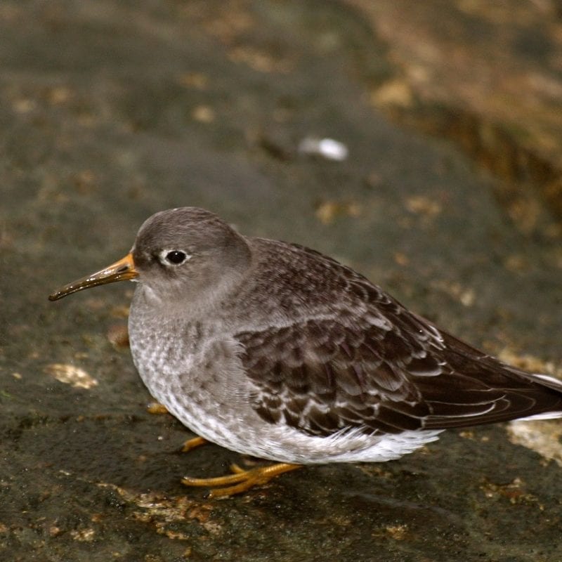 purple-sandpiper-on-algae-covered-rock