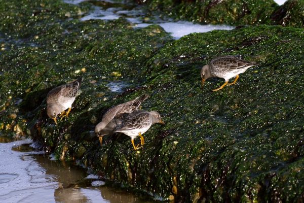 four-purple-sandpipers-foraging-on-seaweed-covered-rock