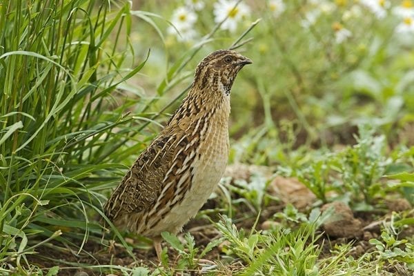 male-quail-on-set-aside-farmland