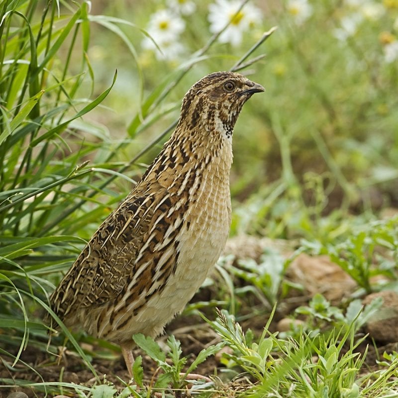 male-quail-on-set-aside-farmland