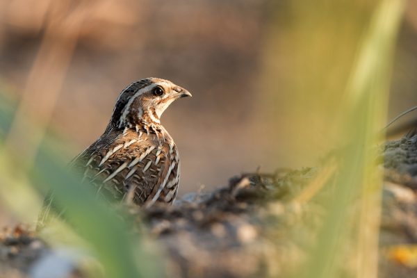 quail-hiding-in-grass