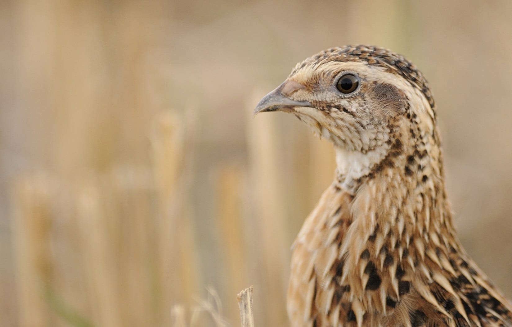 quail-close-up-side-profile