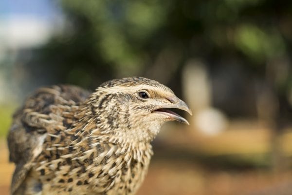 quail-close-up