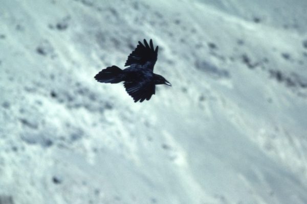 raven-in-flight-snow-covered-hill-background