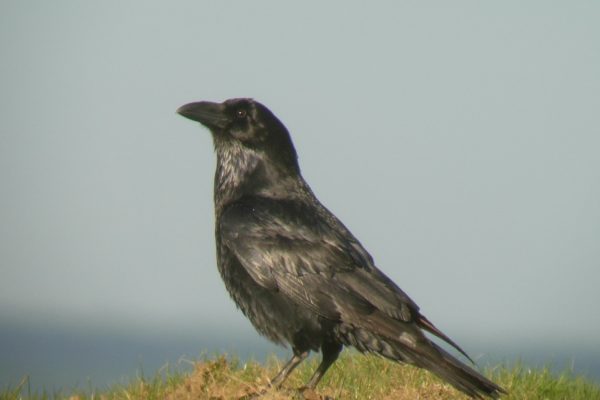 raven-standing-on-grass-hill