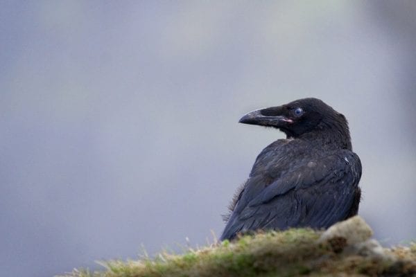 raven-standing-on-grass-at-cliffs-of-moher