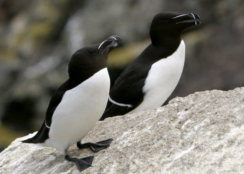 two-razorbills-standing-on-rock