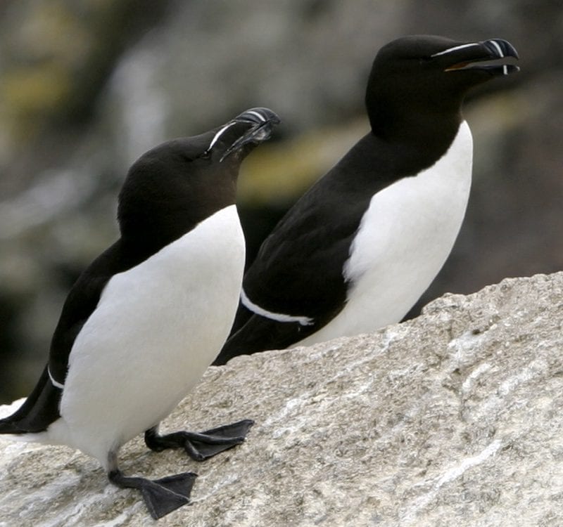 two-razorbills-standing-on-rock