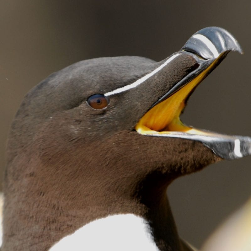 razorbill-close-up-with-beak-open