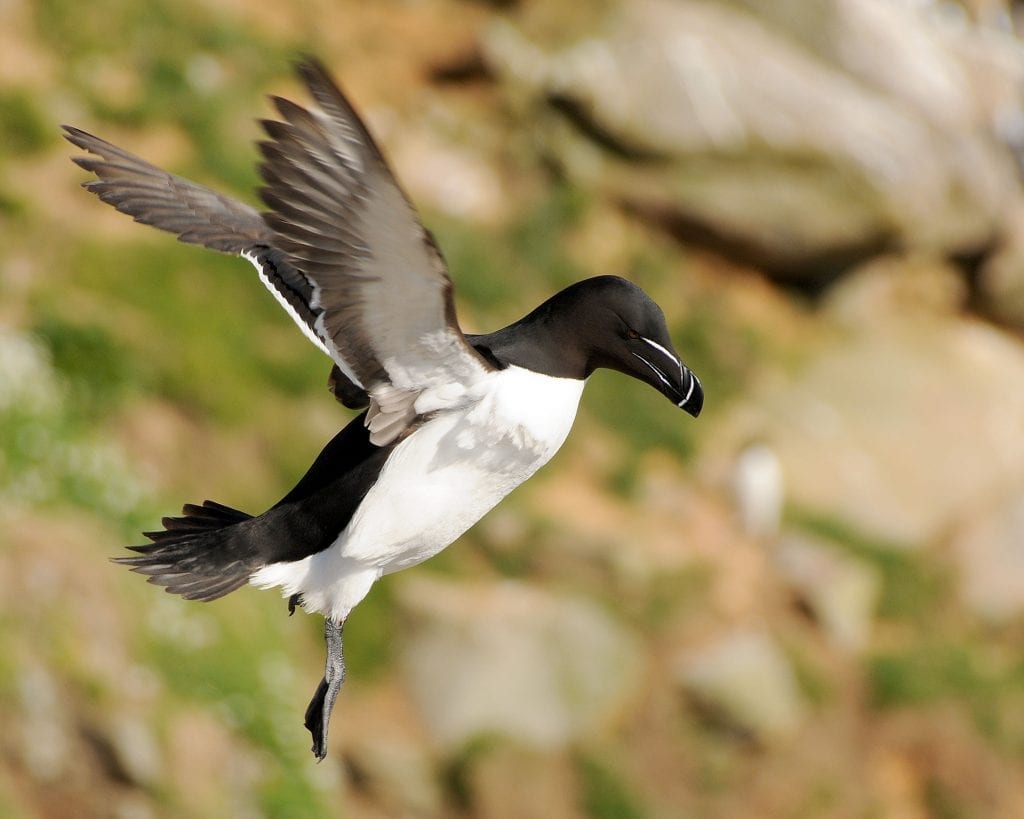 razorbill-in-flight-descending