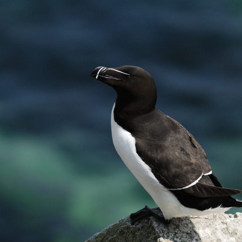 razorbill-standing-on-rock-sea-background