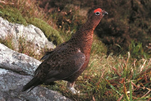red-grouse-standing-in-heath-purple-moor-grass-background