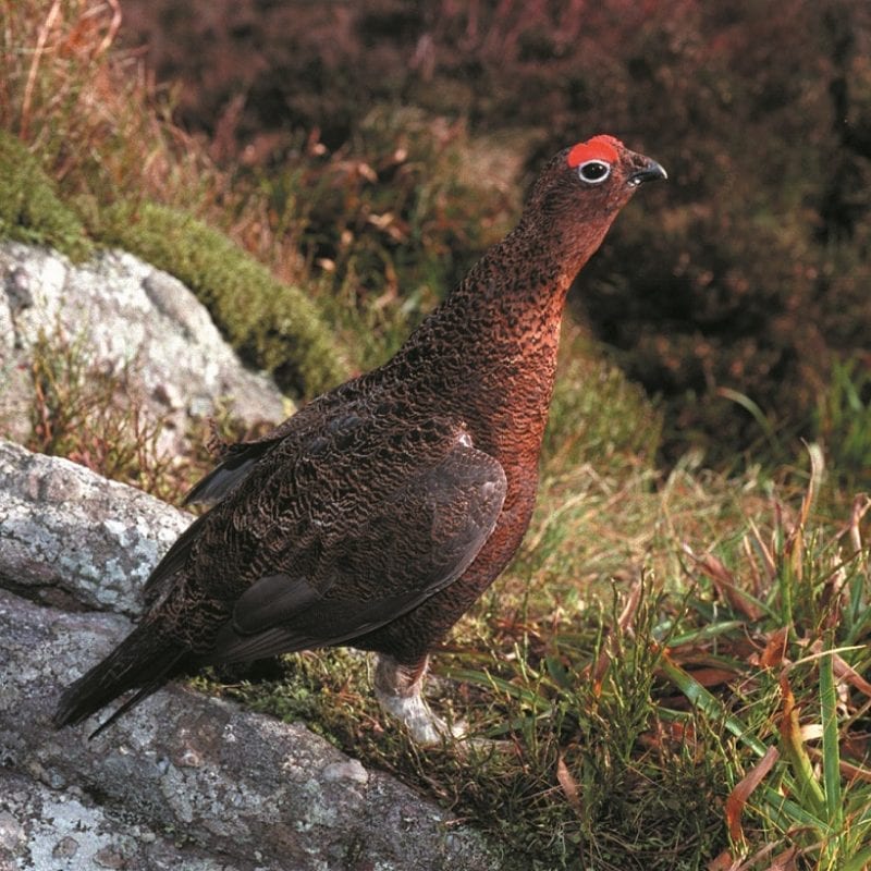 red-grouse-standing-in-heath-purple-moor-grass-background