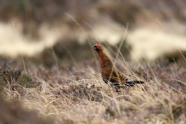 red-grouse-in-heathland-heather-background