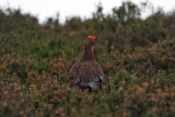 red-grouse-standing-in-heather