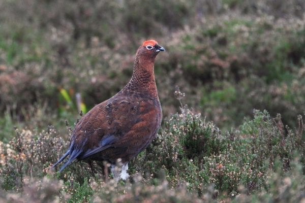 red-grouse-male-standing-in-heather