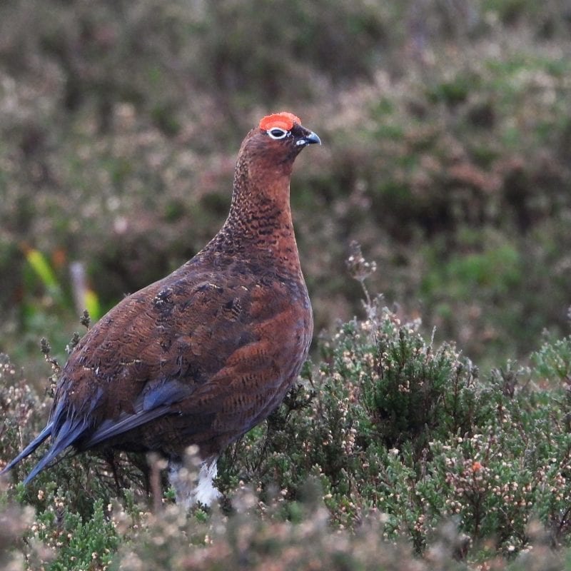 red-grouse-male-standing-in-heather