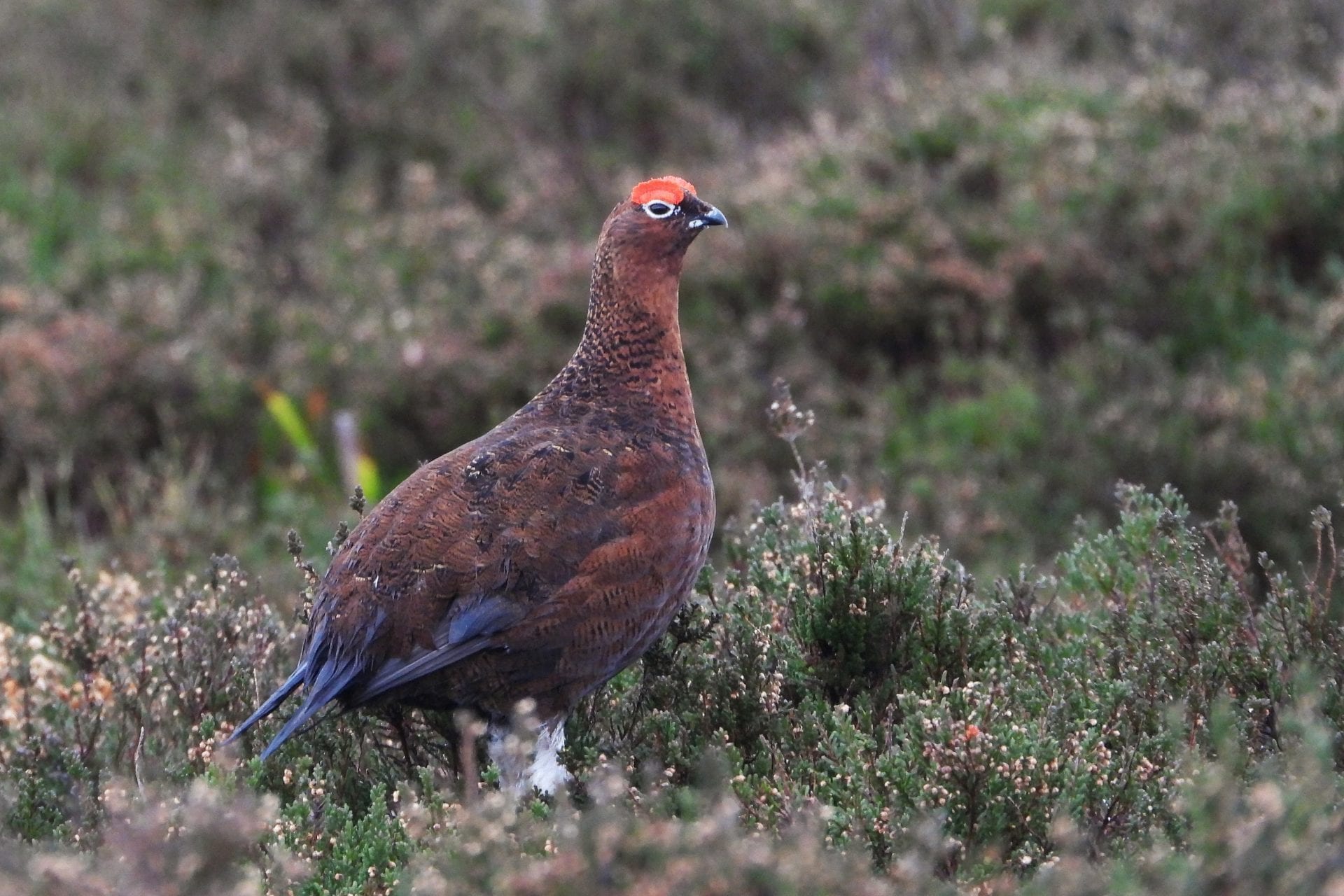 red-grouse-male-standing-in-heather