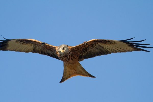 red-kite-in-flight-blue-sky-background