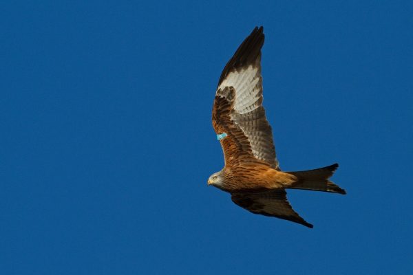 red-kite-flying-left-blue-sky-background