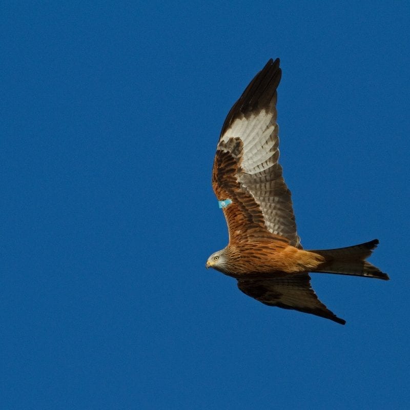 red-kite-flying-left-blue-sky-background