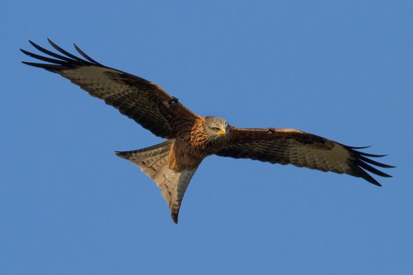 red-kite-soaring-blue-sky-background